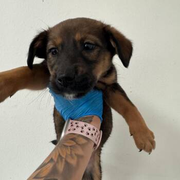 Shepherd Dogs Available for Adoption - Jane | PetCurious