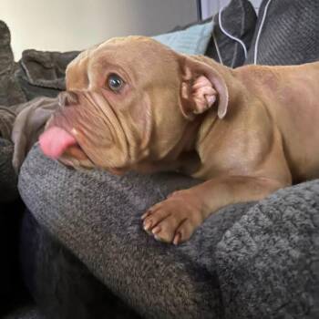 Lola -  American Bulldog and Mixed Breed Dog for Adoption in Campton Hills, Illinois - Lola | PetCurious