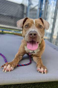 Tinsley -  Mixed Breed Dog for Adoption in Cincinnati, Ohio - Tinsley | PetCurious