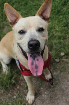 Peter - AVAILABLE TO FOSTER OR ADOPT -  Carolina Dog Dog for Adoption in Clayton, North Carolina - Peter - AVAILABLE TO FOSTER OR ADOPT | PetCurious