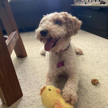 Lunicera -  Miniature Poodle Dog for Adoption in Minneapolis, Minnesota - Lunicera | PetCurious