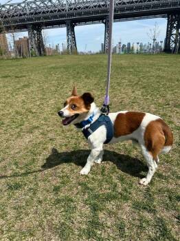 Jindo Dogs Available for Adoption in New York, New York - Gaji | PetCurious