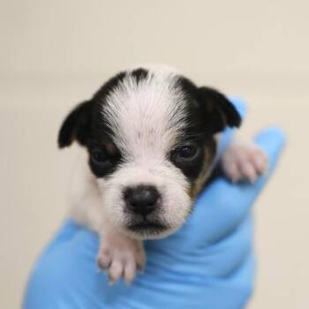ASH -  Terrier Dog for Adoption in San Antonio, Texas - ASH | PetCurious