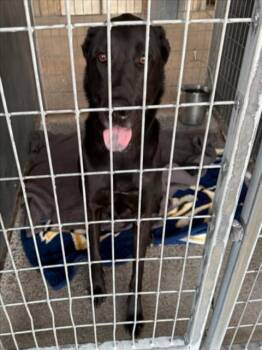 POE -  Labrador Retriever Dog for Adoption in Woodland, California - POE | PetCurious