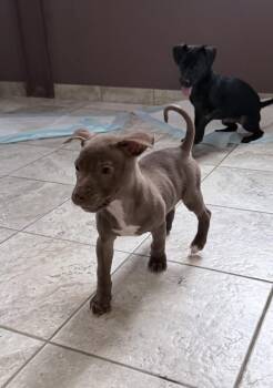 Bram -  Terrier Dog for Adoption in Grand Rapids, Michigan - Bram | PetCurious