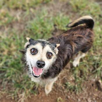 Dutchess -  Chihuahua Dog for Adoption in Wahiawa, Hawaii - Dutchess | PetCurious