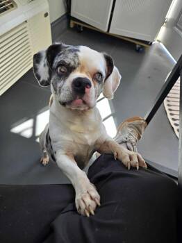 Rescue Puggle Dogs for Adoption in Richmond, Kentucky - Benny | PetCurious