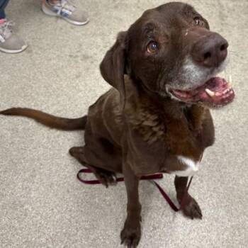 Labrador Retriever and Mixed Breed Dogs Available for Adoption - Gibson | PetCurious