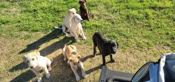 Labrador Retriever and Mixed Breed Dogs Available for Adoption - Ceresino / Sundew | PetCurious