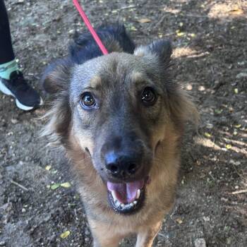 Benzei (20260916-04) -  German Shepherd Dog and Mixed Breed Dog for Adoption in Niagara Falls, Ontario - Benzei (20260916-04) | PetCurious