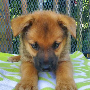 Rescue German Shepherd Dog and Labrador Retriever Dogs for Adoption in Gallatin, Tennessee - Samson | PetCurious