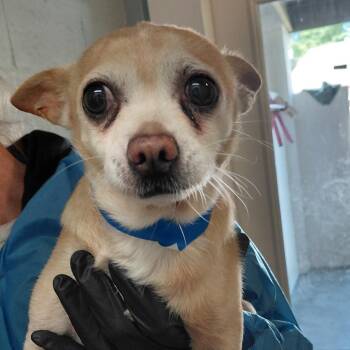 Chihuahua and Mixed Breed Dogs Available for Adoption in Loxahatchee Groves, Florida - COCO 0344 | PetCurious