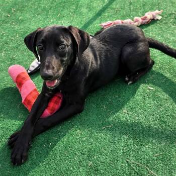 Druzy -  Labrador Retriever Dog for Adoption in Gainesville, Texas - Druzy | PetCurious