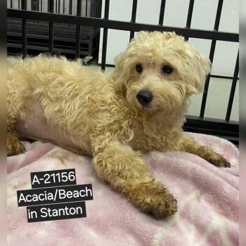 Poodle and Terrier Dogs Available for Adoption in Westminster, California - WAGS-Stray-21154_2_3 | PetCurious