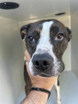 Rescue Boxer and Mixed Breed Dogs for Adoption in Houston, Texas - A644421 | PetCurious