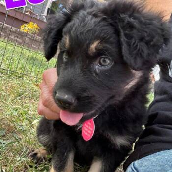 Lola -  German Shepherd Dog and Boxer Dog for Adoption in Christiansburg, Virginia - Lola | PetCurious