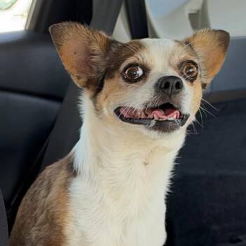 DTW-Stray-1259 -  Chihuahua Dog for Adoption in Phoenix, Arizona - DTW-Stray-1259 | PetCurious