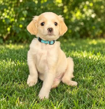 Sauce: Ponzu -  Cavalier King Charles Spaniel and Maltese Dog for Adoption in Palo Alto, California - Sauce: Ponzu | PetCurious