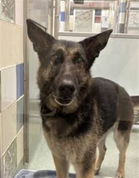 Rosie A176109 -  German Shepherd Dog Dog for Adoption in Plano, Texas - Rosie A176109 | PetCurious
