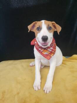 Duckie -  Catahoula Leopard Dog and Labrador Retriever Dog for Adoption in Mount Laurel Township, New Jersey - Duckie | PetCurious