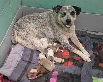 Charlie -  Australian Cattle Dog Blue Heeler and Mixed Breed Dog Available for Adoption - Charlie | PetCurious