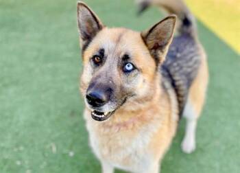 MONTANA -  German Shepherd Dog and Mixed Breed Dog Available for Adoption in Brentwood, Missouri - MONTANA | PetCurious