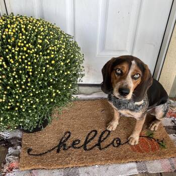 Beans -  Beagle Dog for Adoption in Austin, Texas - Beans | PetCurious