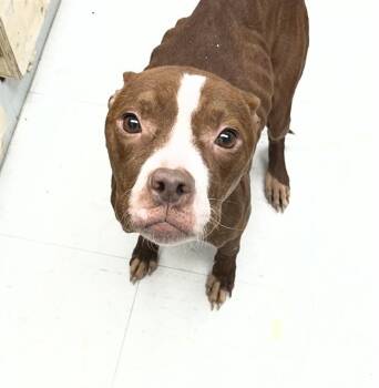 Pit Bull Terrier and Mixed Breed Dogs Available for Adoption - HUNNY | PetCurious