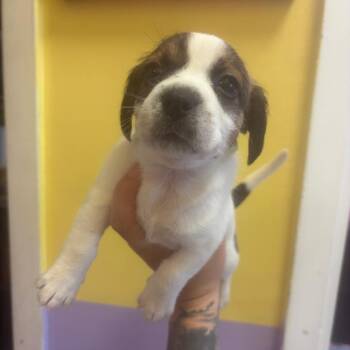 Wally -  Rat Terrier and Mixed Breed Dog for Adoption in Webster, Texas - Wally | PetCurious