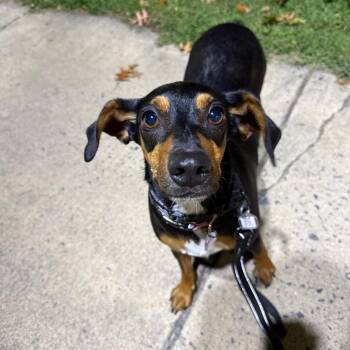 Trixie -  Mixed Breed Dog for Adoption in Fairfax Station, Virginia - Trixie | PetCurious