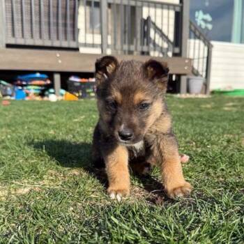 Mixed Breed Dogs Available for Adoption in Buffalo, Minnesota - Frodo | PetCurious