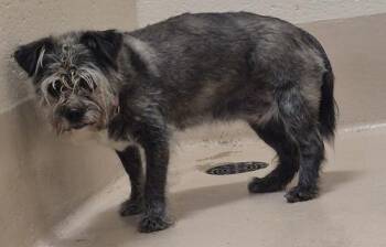 Ic-7d -  Shih Tzu Dog for Adoption in Lawrenceville, Georgia - Ic-7d | PetCurious