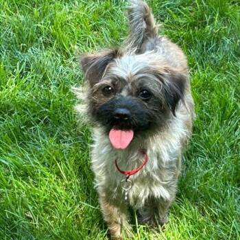 Gertie -  Brussels Griffon Dog for Adoption in Grafton, Ohio - Gertie | PetCurious