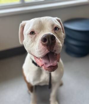 Rescue American Bulldog Dogs for Adoption in Sheboygan, Wisconsin - Tyson | PetCurious