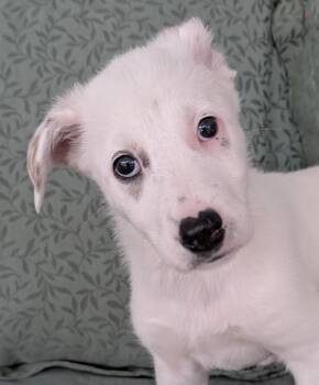 Mountain Cur Dogs Available for Adoption - SNOWBALL | PetCurious