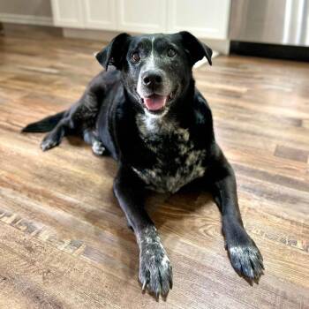 Reba -  Labrador Retriever and Border Collie Dog for Adoption in Richmond, Indiana - Reba | PetCurious