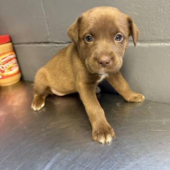 Shepherd and Labrador Retriever Dogs Available for Adoption in Tuscaloosa, Alabama - TUSC-Stray-84534_2_3 | PetCurious