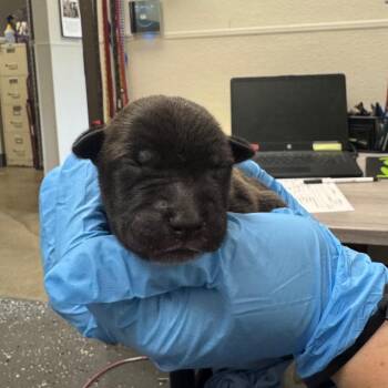 Dressing -  Mixed Breed Dog for Adoption in Columbiana, Alabama - Dressing | PetCurious