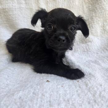 Puppy2 -  Chihuahua Dog for Adoption in Calimesa, California - Puppy2 | PetCurious