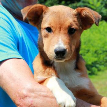 CT Josephine -  Shepherd and Mixed Breed Dog for Adoption in Stormville, New York - CT Josephine | PetCurious