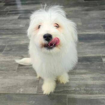 Maltese Dogs Available for Adoption in Jackson, Missouri - Tongs | PetCurious