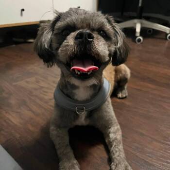 Rocky -  Mixed Breed Dog for Adoption in Wilton, California - Rocky | PetCurious
