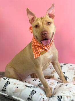 Boxer and Mixed Breed Dogs Available for Adoption in Omaha, Nebraska - BING | PetCurious