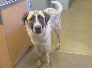 LADY -  Anatolian Shepherd Dog for Adoption in Sacramento, California - LADY | PetCurious