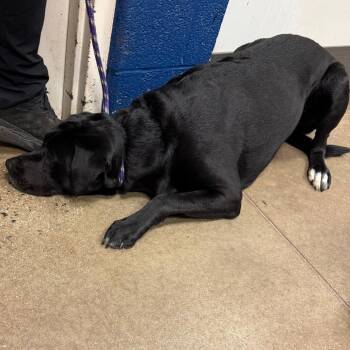 YORK-Stray-17037 -  Labrador Retriever and Mixed Breed Dog for Adoption in York, Pennsylvania - YORK-Stray-17037 | PetCurious