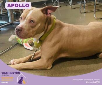 Pit Bull Terrier Dogs Available for Adoption - Apollo | PetCurious