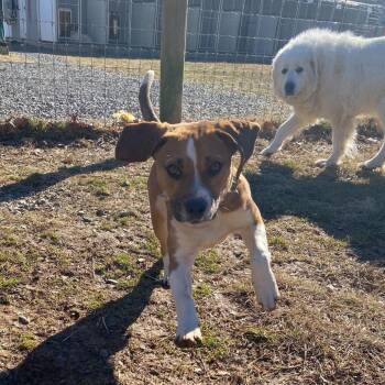 Beagle and Mixed Breed Dogs Available for Adoption in Fairfax Station, Virginia - Bingo | PetCurious