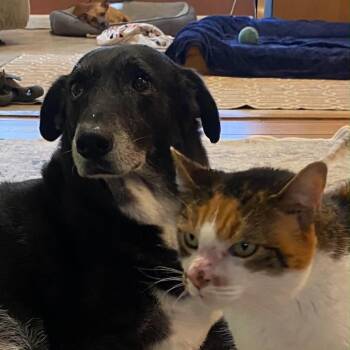 Retriever Dogs Available for Adoption in Largo, Florida - ELVIS | PetCurious