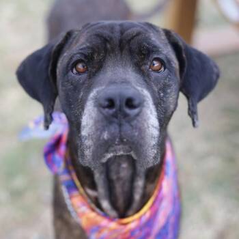 MARGOT -  Mastiff Dog for Adoption in San Antonio, Texas - MARGOT | PetCurious