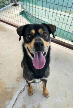 Asher -  Rottweiler and Shepherd Dog for Adoption in Canyon Lake, Texas - Asher | PetCurious